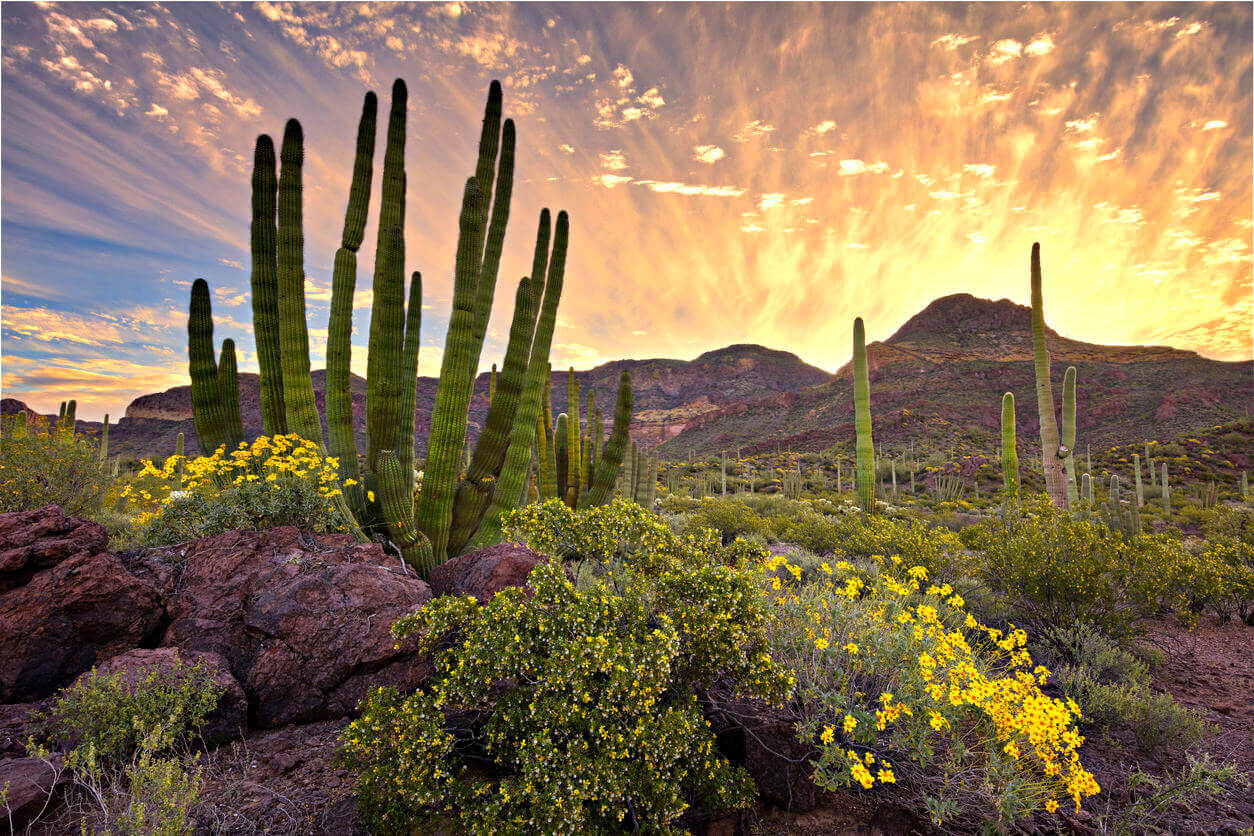 Arizona Landscape